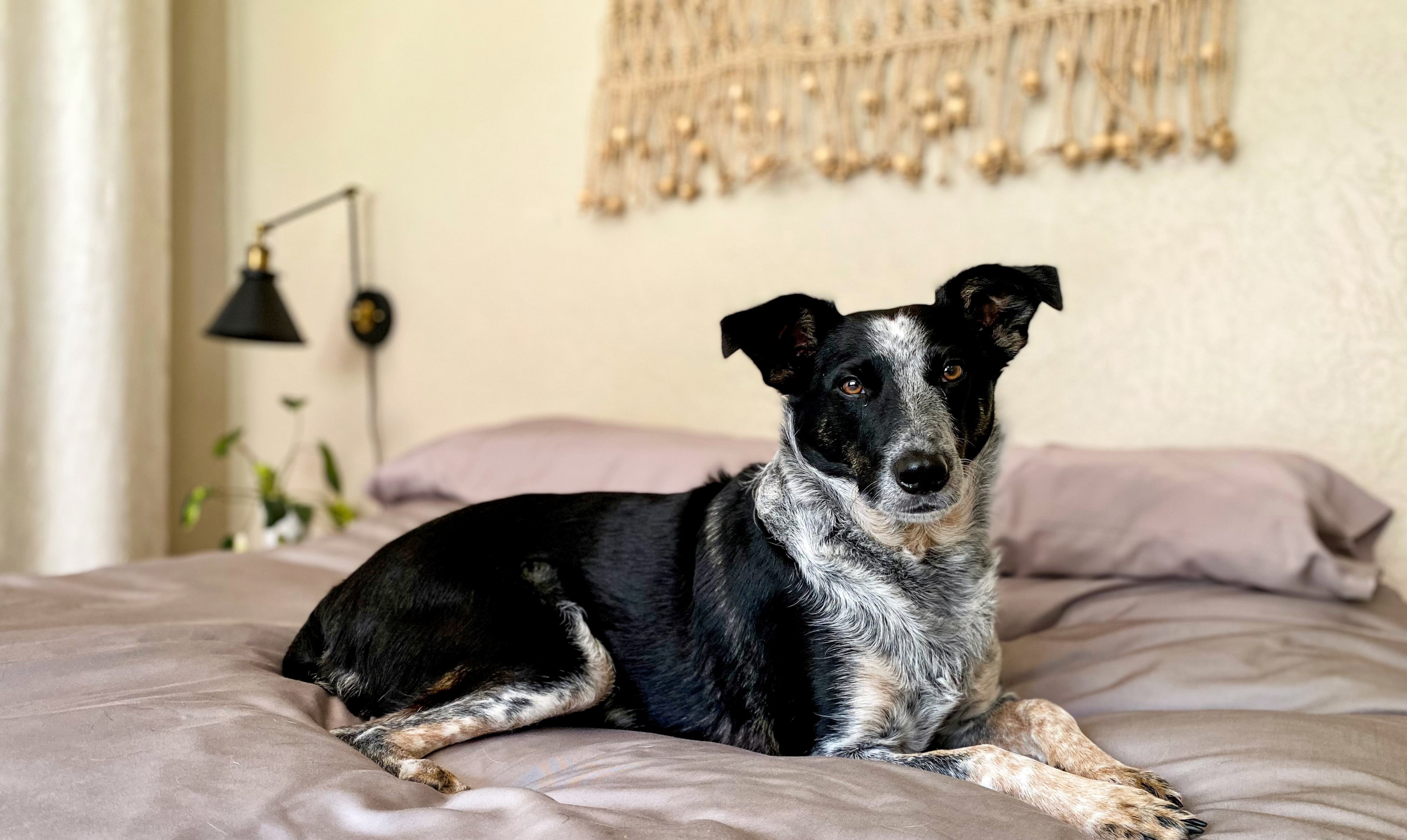 A black and white dog laying on a bed