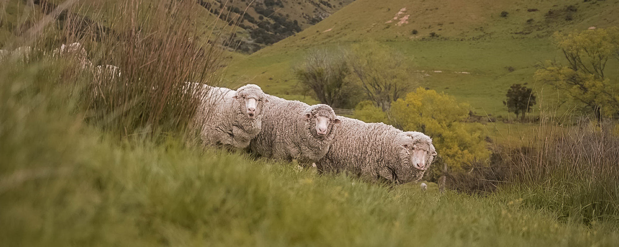 Superfine Merino Wool