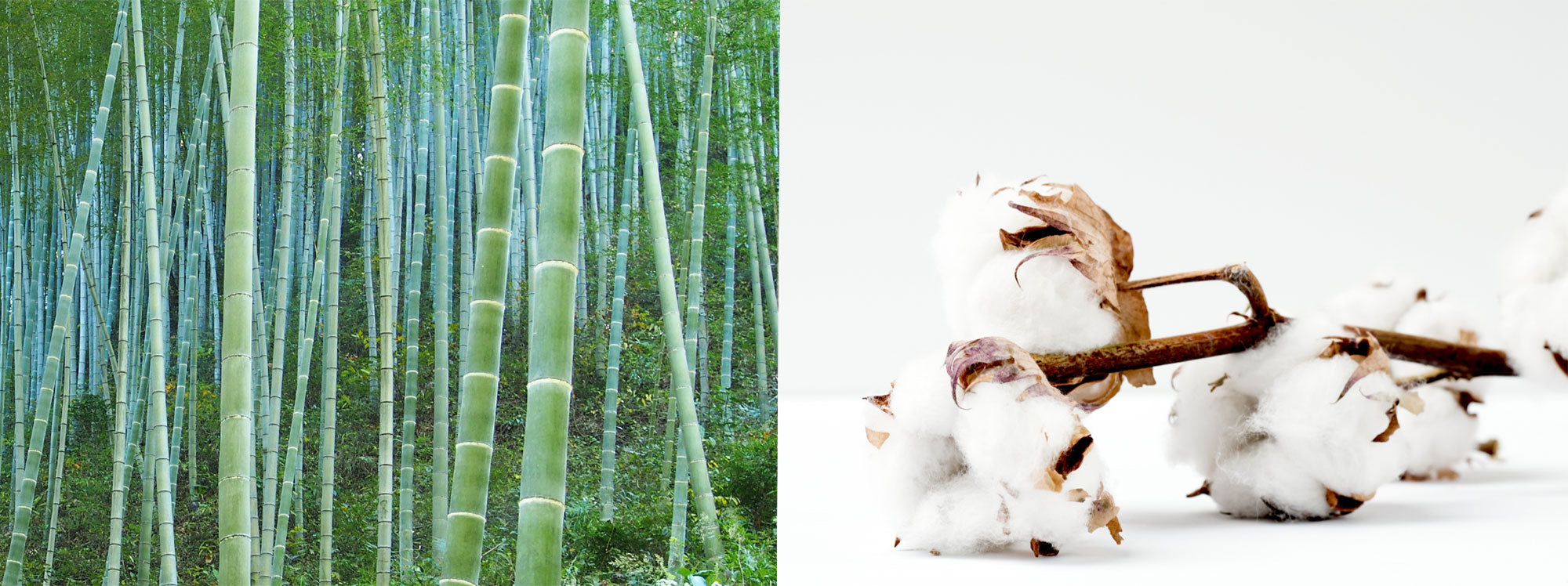Side-by-side mages of bamboo and cotton. 