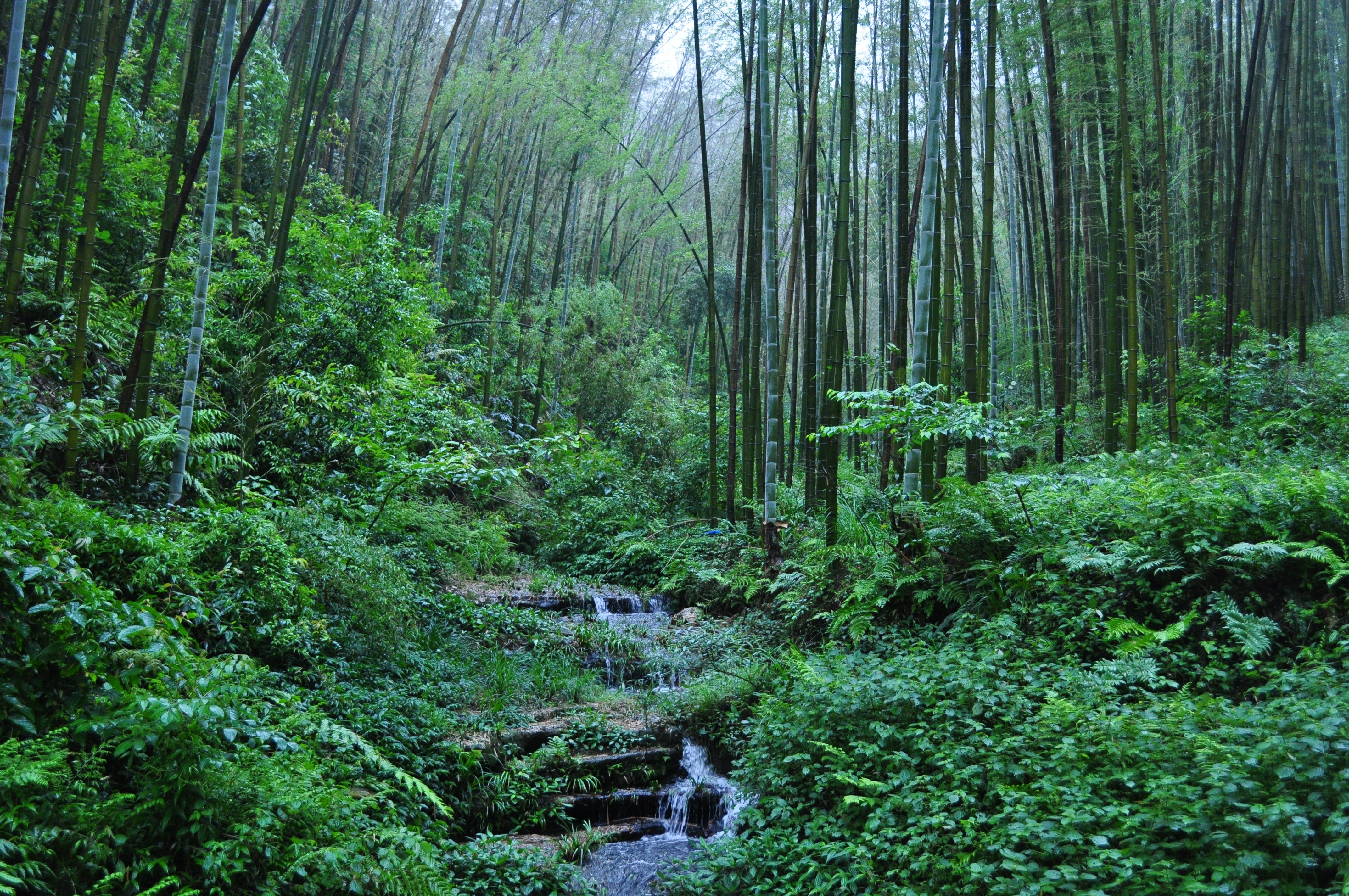 Misty forest canopy of the Bamboo Sea.