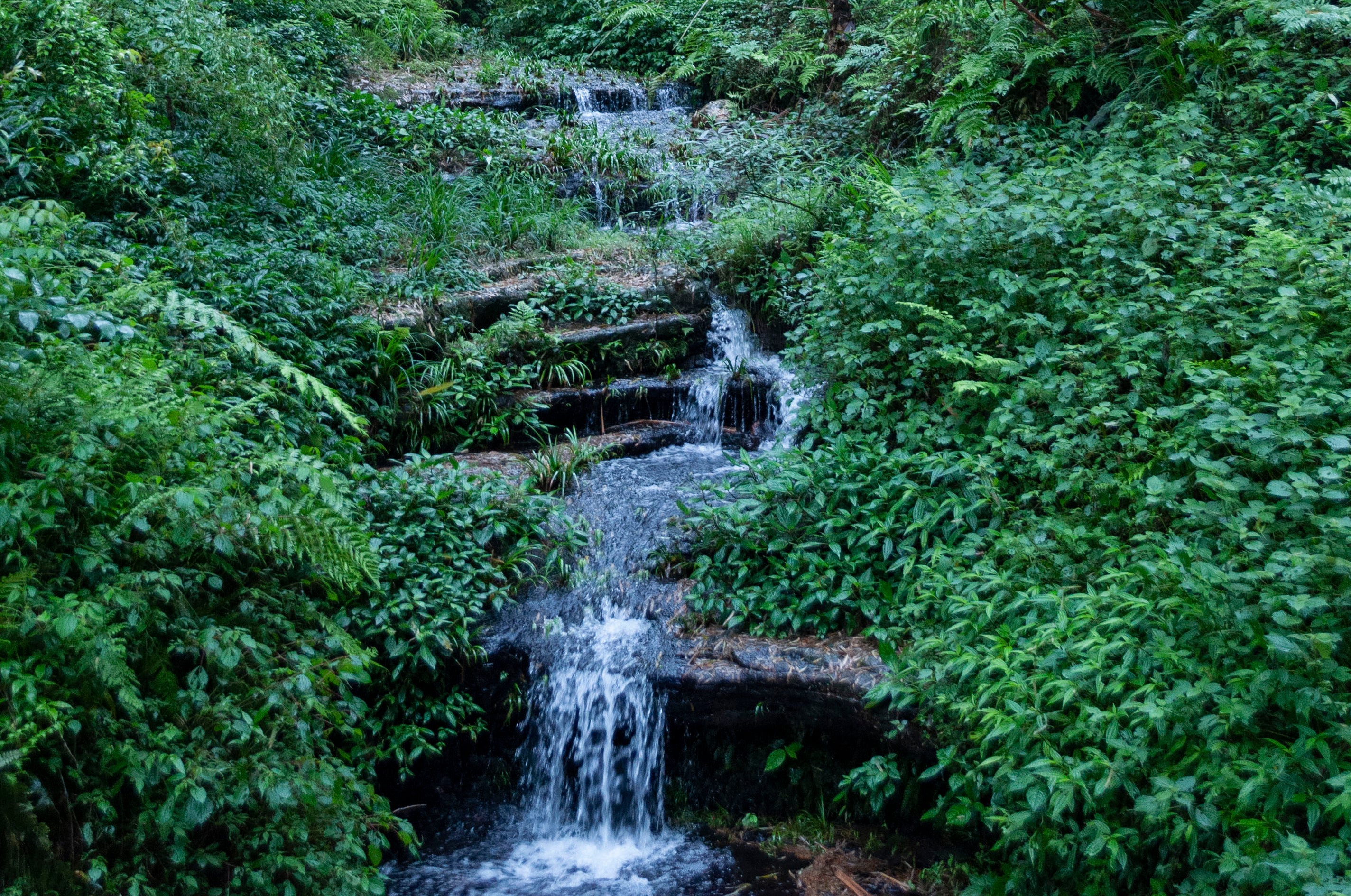 A small waterfall in a lush bamboo forest.