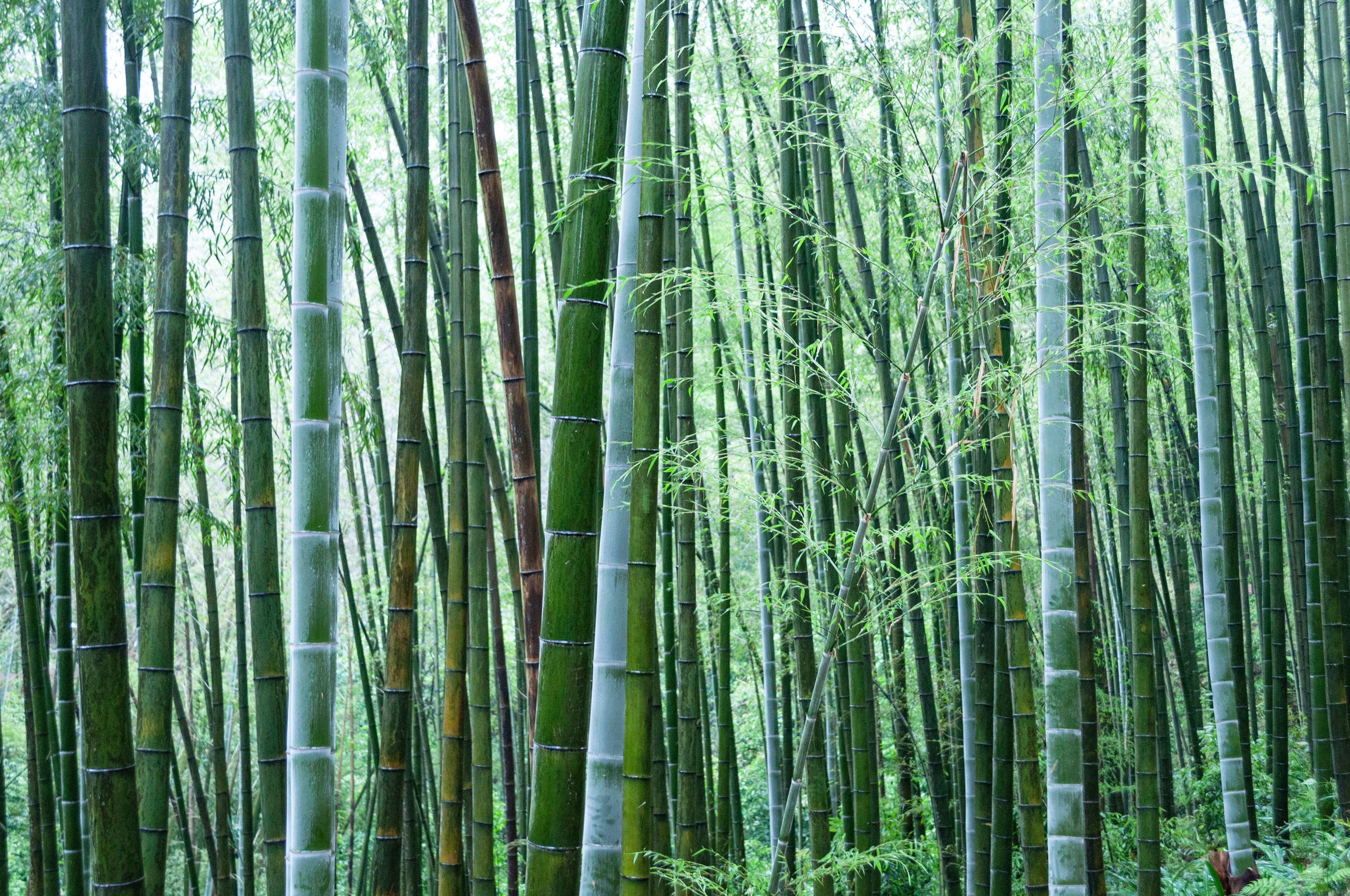 Thick grove of bamboo stalks in a bamboo forest. 