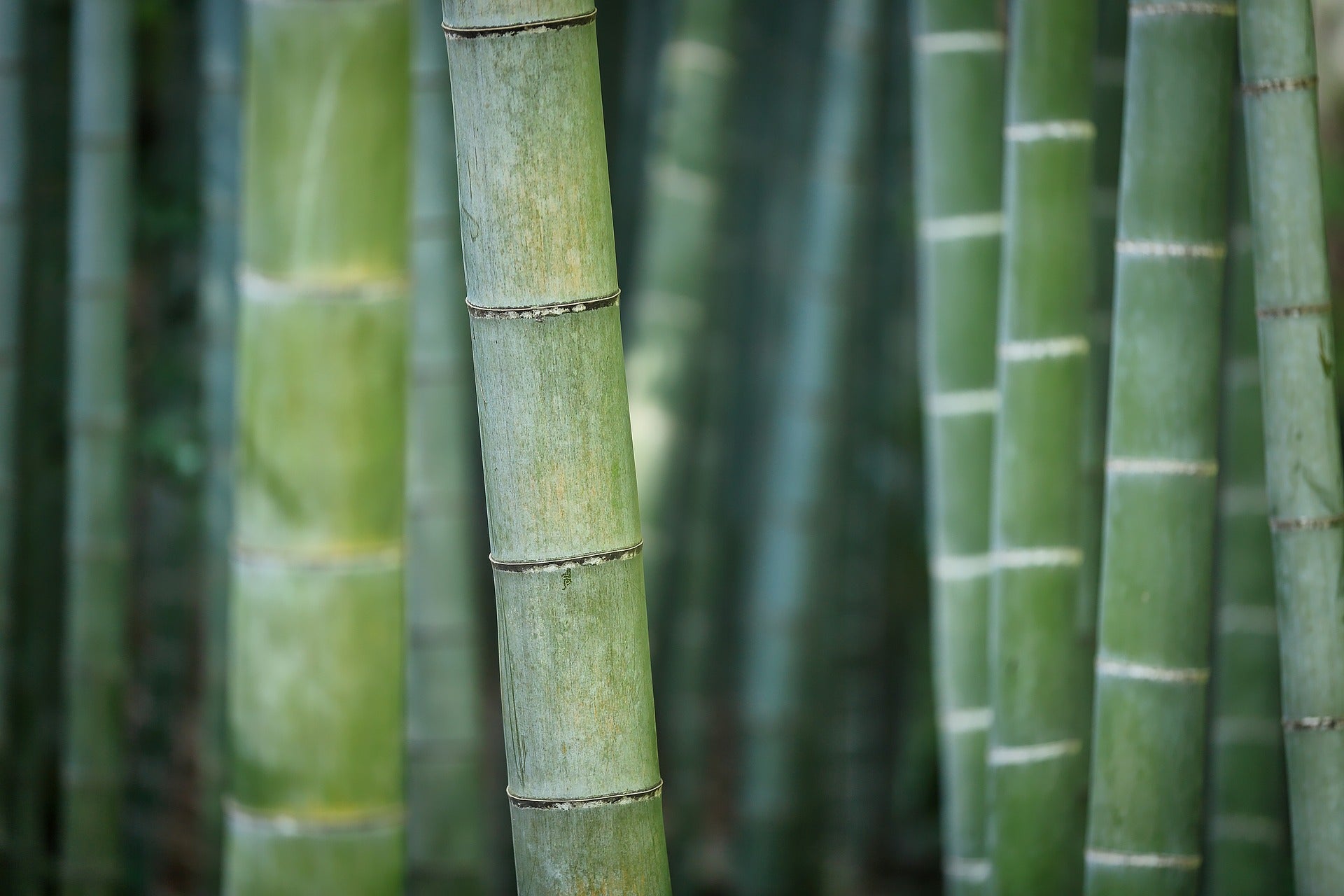 large green bamboo stalks 